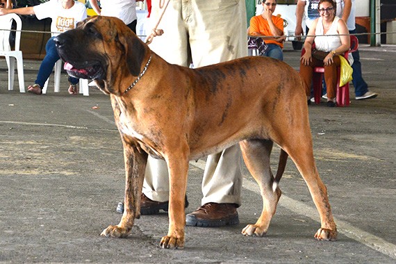 maraba
