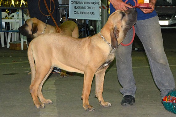 patrulha