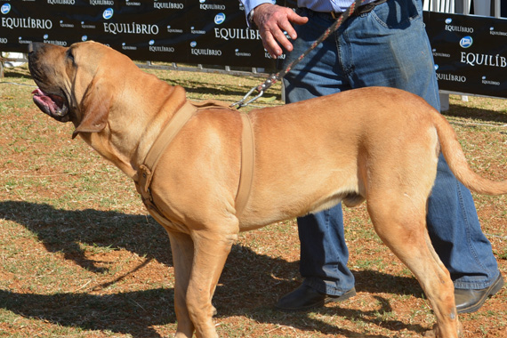 nero do embaré