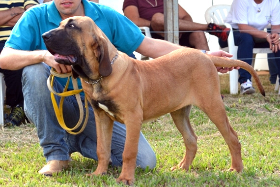 delano estrela de abraão