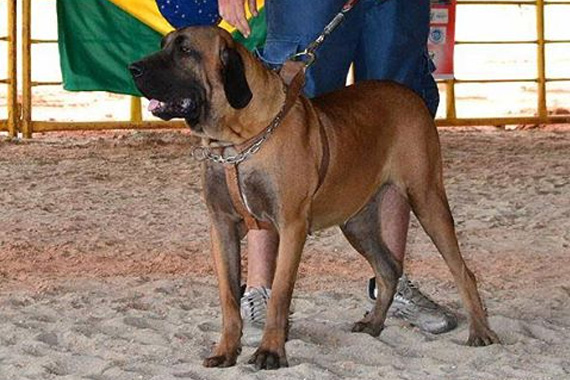 rara da chácara três irmãos