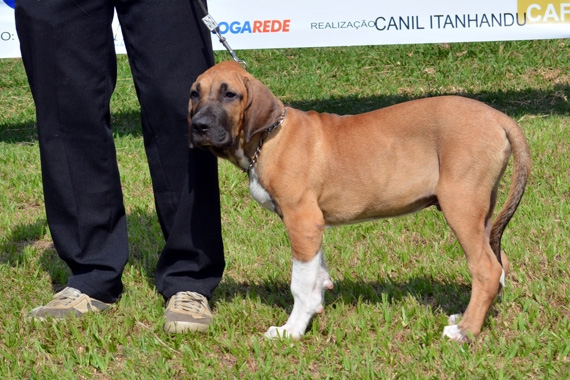 xangô do palmares