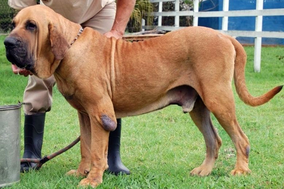zeus do itanhandu