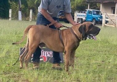 expo formiga