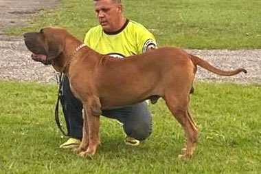 Canil Chapéu Preto Fila Brasileiro