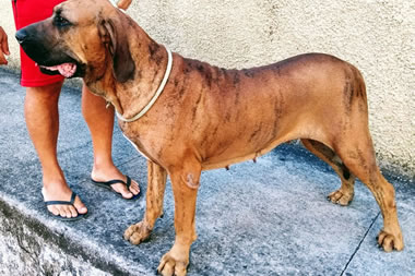 Canil Chapéu Preto Fila Brasileiro